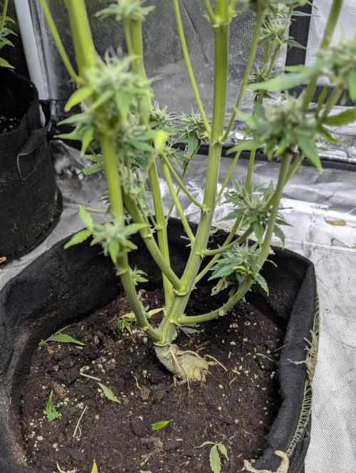 FumePop Auto x3. Week 11