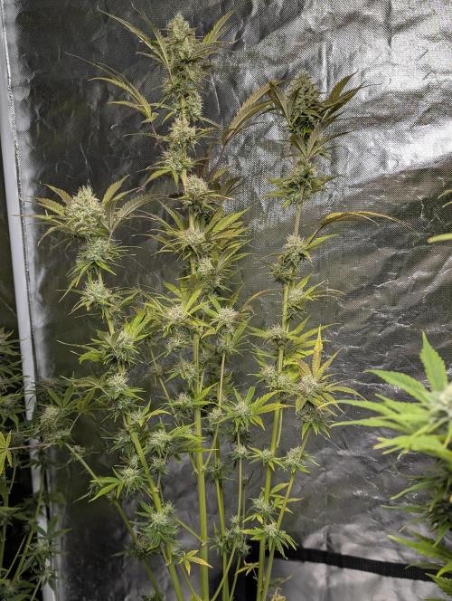 FumePop Auto x3. Week 11 - N2