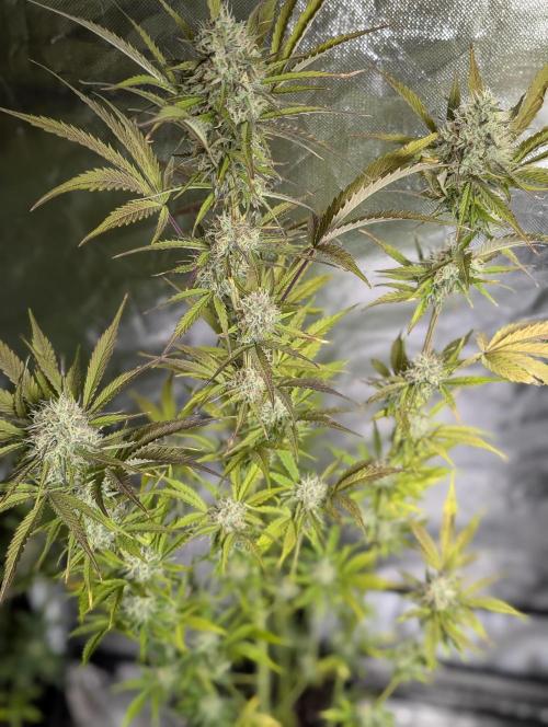 FumePop Auto x3. Week 11