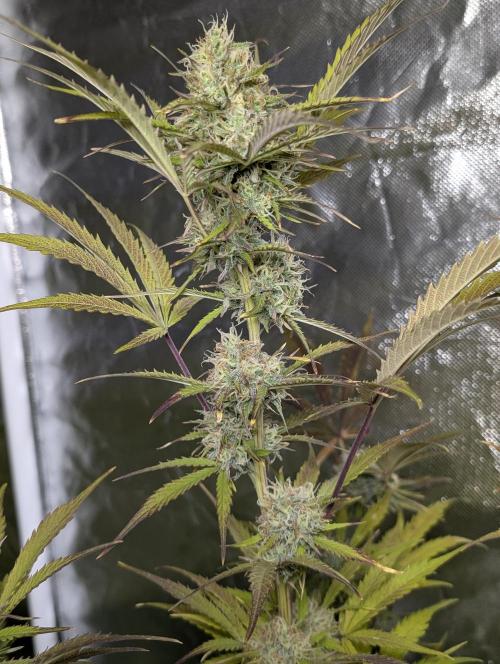 FumePop Auto x3. Week 11