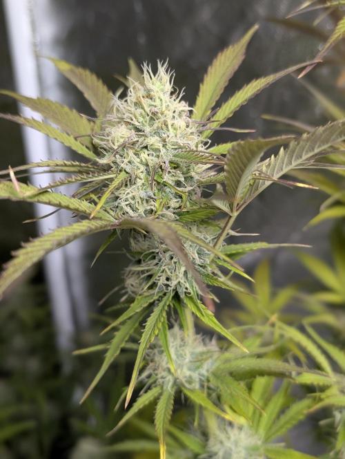 FumePop Auto x3. Week 11