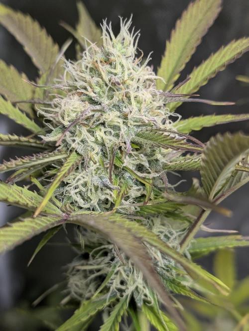 FumePop Auto x3. Week 11