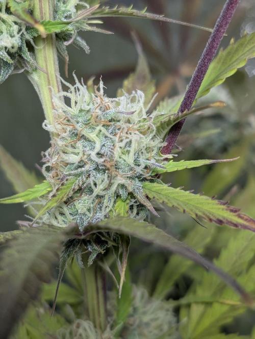 FumePop Auto x3. Week 11