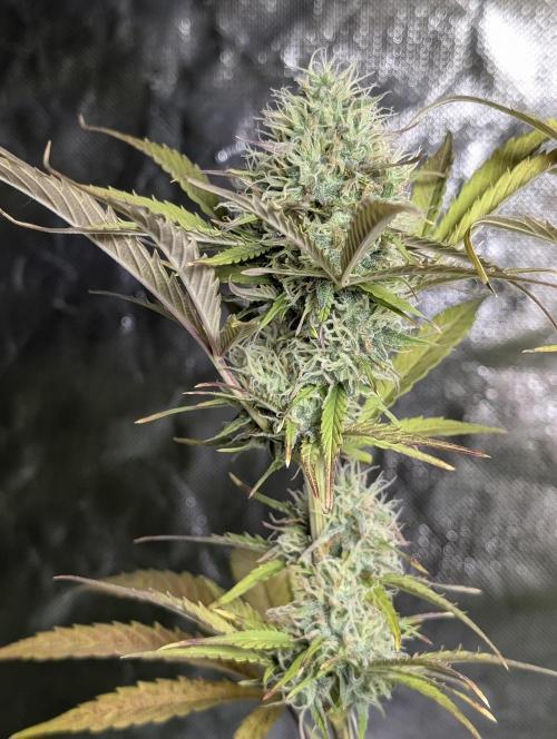 FumePop Auto x3. Week 11