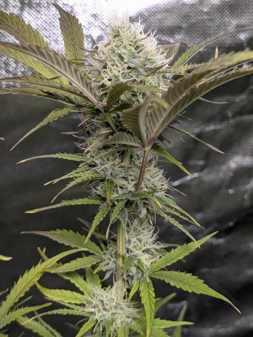 FumePop Auto x3. Week 11