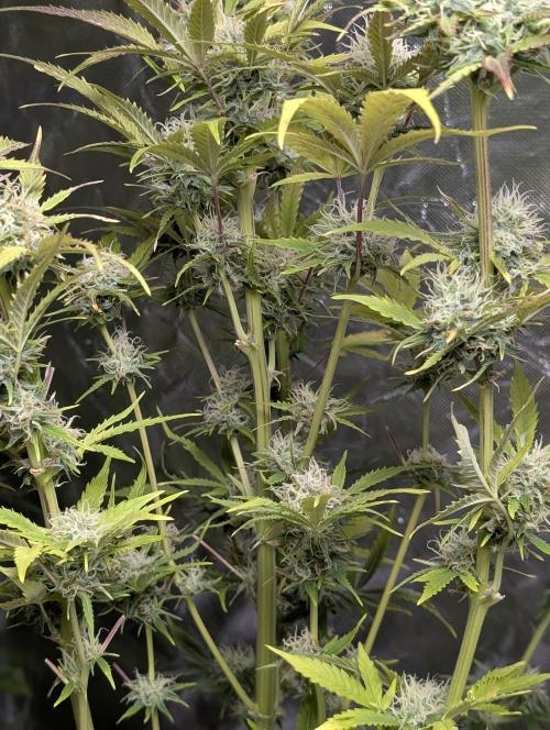 FumePop Auto x3. Week 11