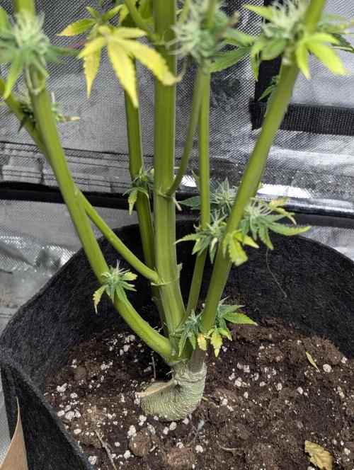 FumePop Auto x3. Week 11