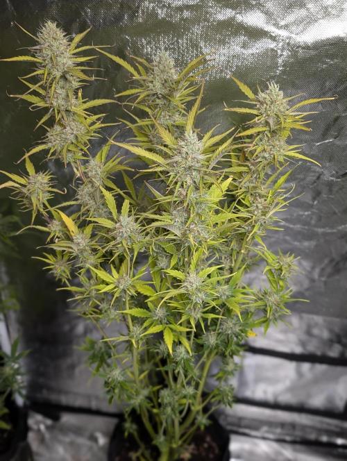 FumePop Auto x3. Week 11 - N3