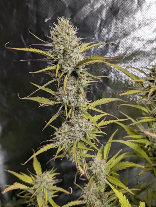 FumePop Auto x3. Week 11