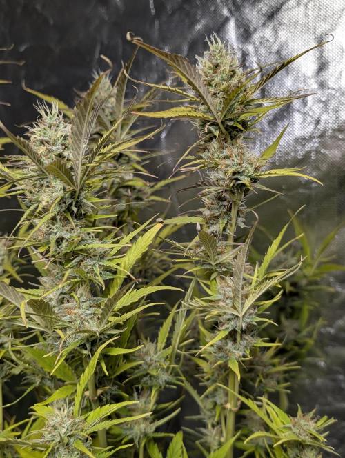 FumePop Auto x3. Week 11