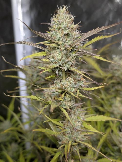 FumePop Auto x3. Week 11