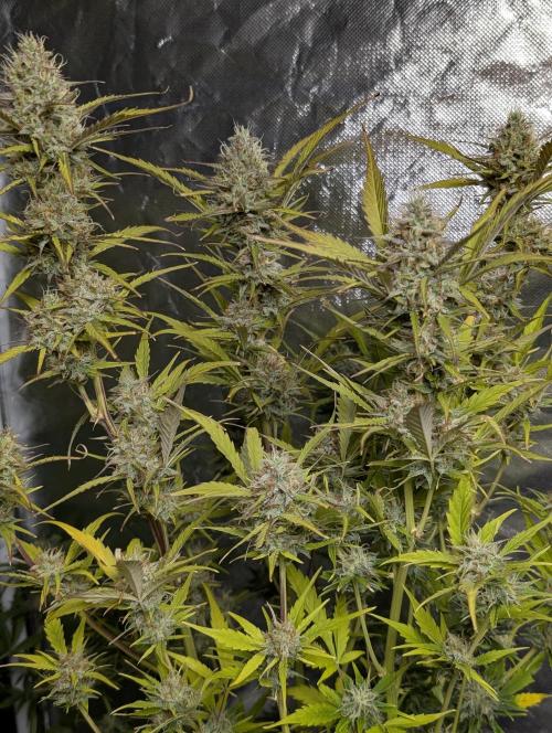 FumePop Auto x3. Week 11