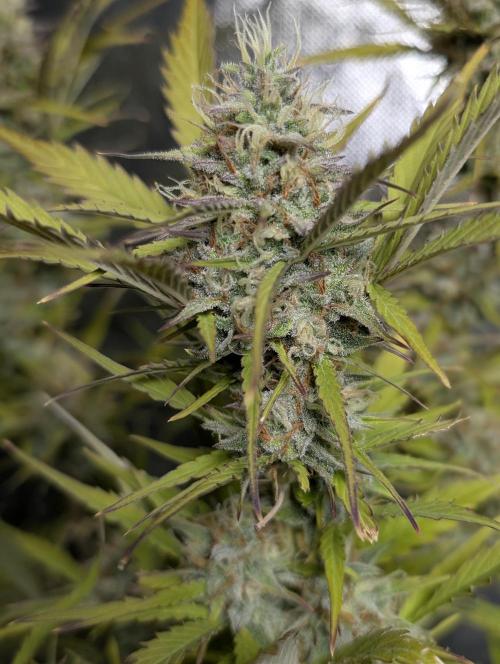 FumePop Auto x3. Week 11