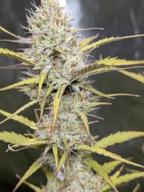 FumePop Auto x3. Week 11