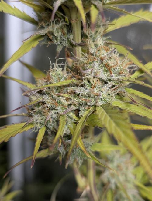 FumePop Auto x3. Week 11