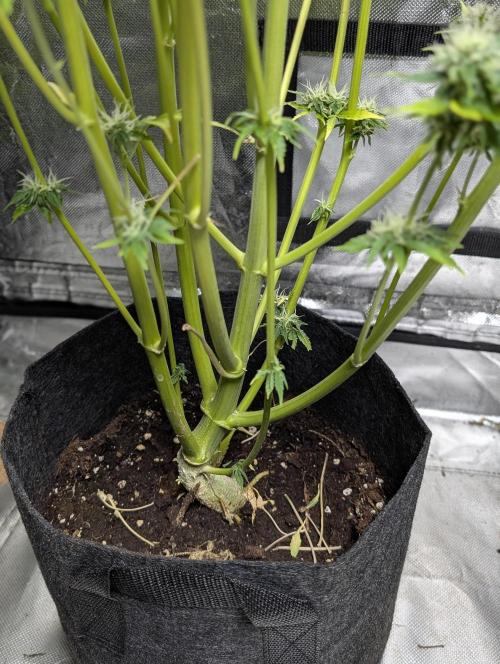 FumePop Auto x3. Week 11