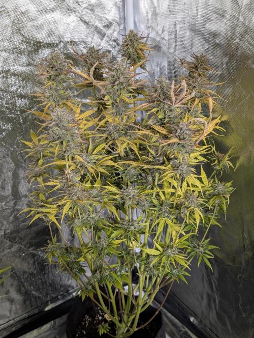 Creamzilla Auto x4. Week 12 - N1