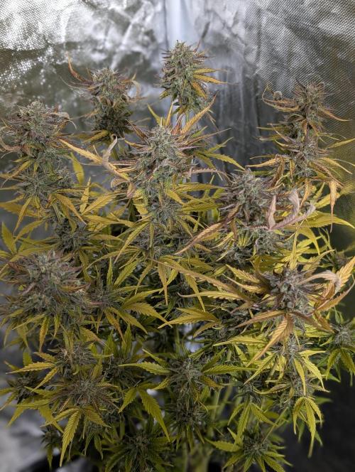 Creamzilla Auto x4. Week 12