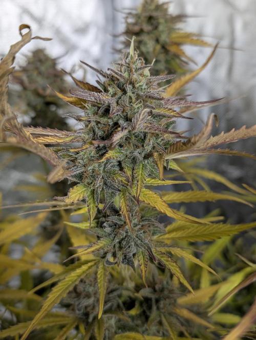 Creamzilla Auto x4. Week 12