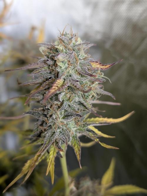 Creamzilla Auto x4. Week 12