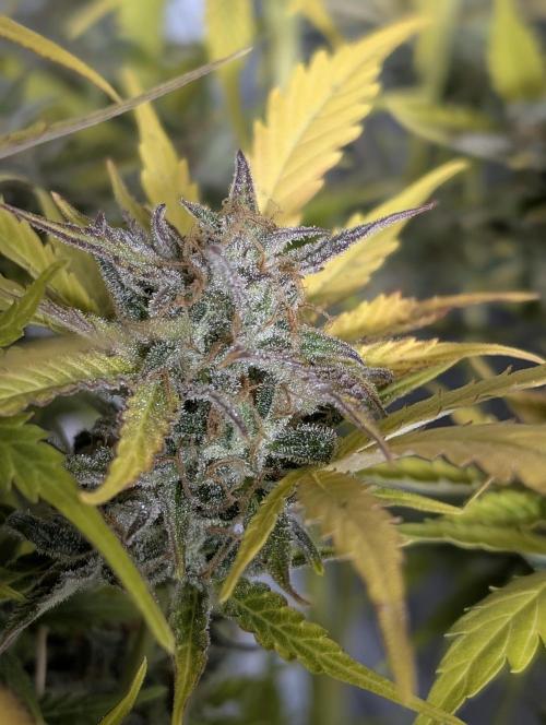 Creamzilla Auto x4. Week 12