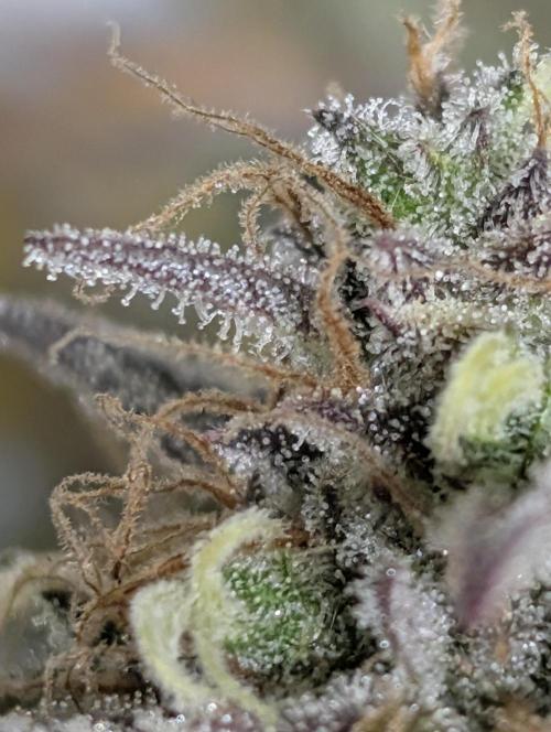 Creamzilla Auto x4. Week 12