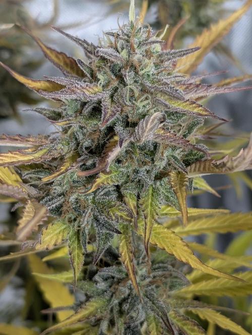 Creamzilla Auto x4. Week 12