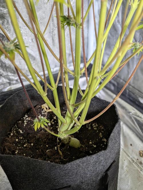 Creamzilla Auto x4. Week 12