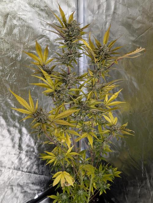 Creamzilla Auto x4. Week 12 - N2