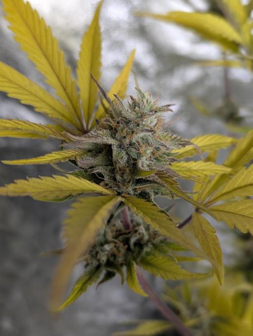 Creamzilla Auto x4. Week 12