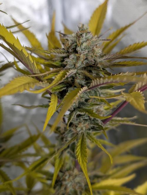 Creamzilla Auto x4. Week 12