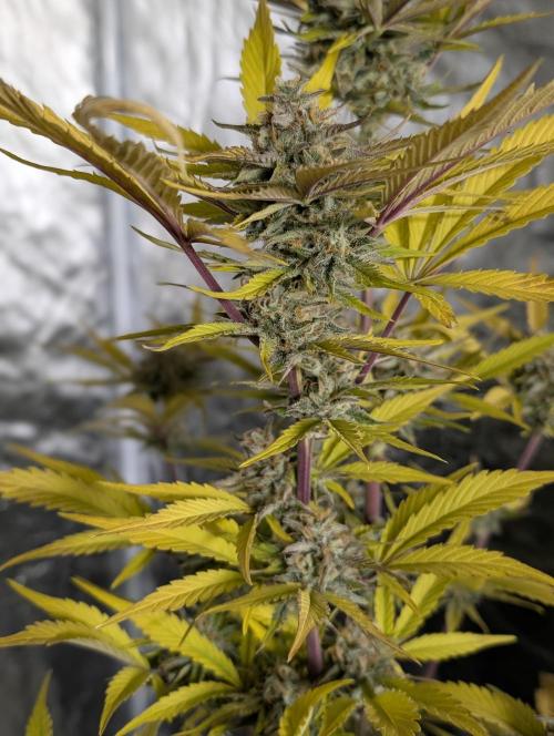 Creamzilla Auto x4. Week 12