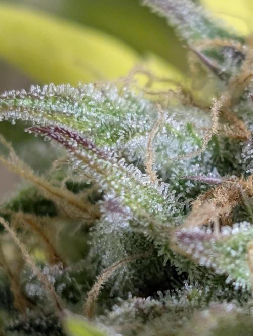 Creamzilla Auto x4. Week 12