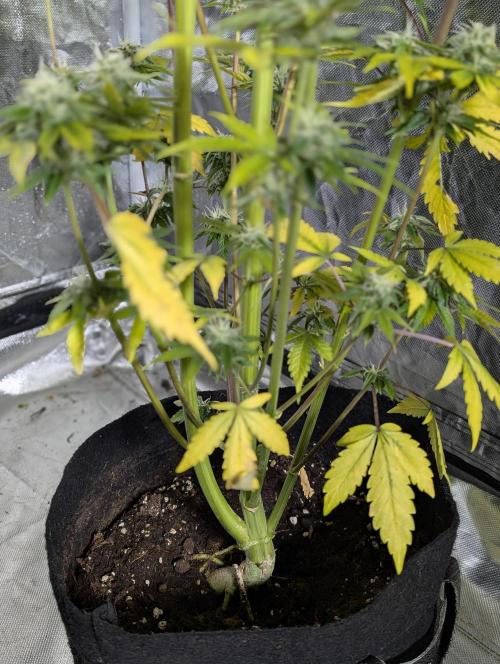 Creamzilla Auto x4. Week 12