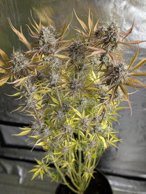 Creamzilla Auto x4. Week 12 - N3