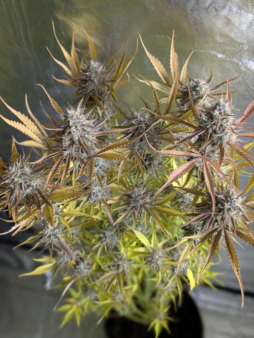 Creamzilla Auto x4. Week 12