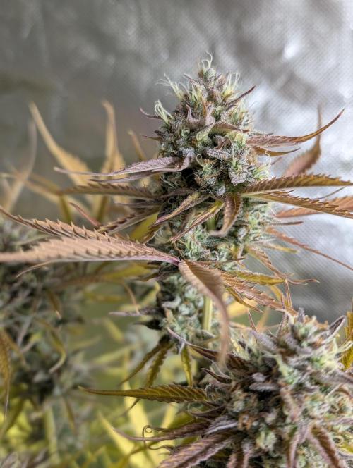 Creamzilla Auto x4. Week 12