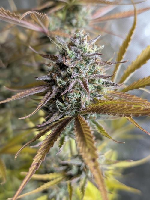 Creamzilla Auto x4. Week 12