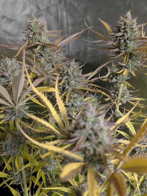 Creamzilla Auto x4. Week 12