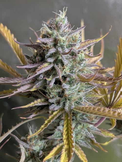 Creamzilla Auto x4. Week 12