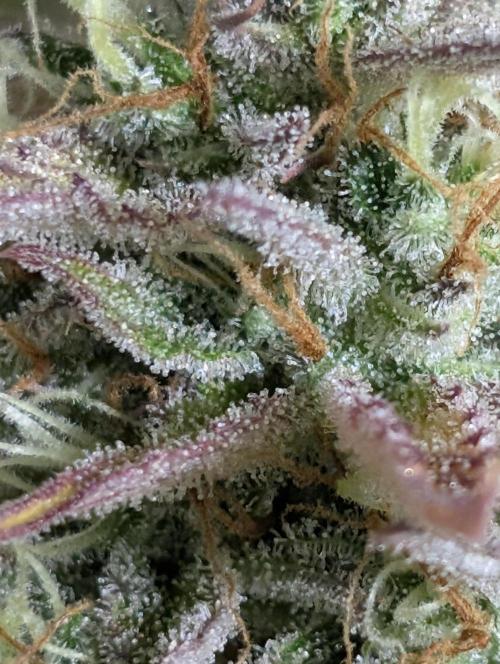 Creamzilla Auto x4. Week 12