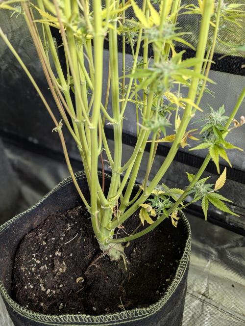 Creamzilla Auto x4. Week 12