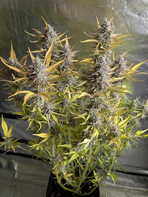 Creamzilla Auto x4. Week 12 - N4