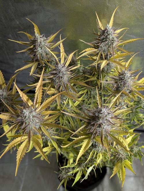 Creamzilla Auto x4. Week 12