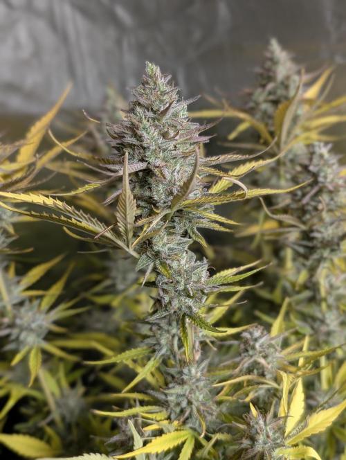 Creamzilla Auto x4. Week 12