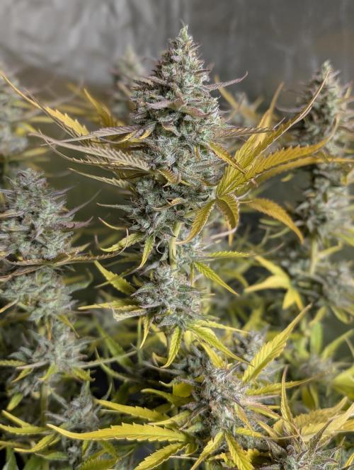 Creamzilla Auto x4. Week 12