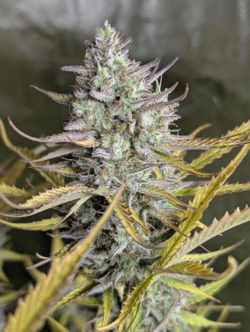 Creamzilla Auto x4. Week 12