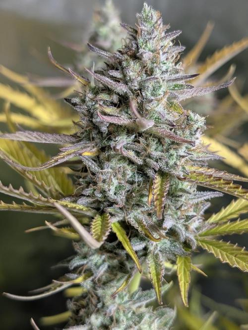 Creamzilla Auto x4. Week 12