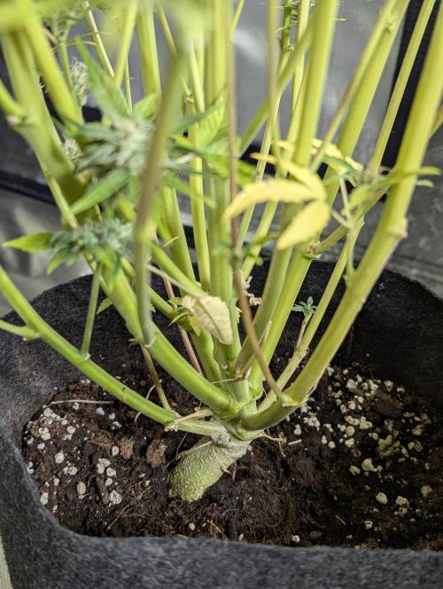 Creamzilla Auto x4. Week 12