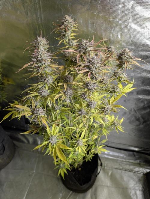 Creamzilla Auto x4. Week 12 - N1